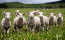 Поддержка: Гранты хмелеводам и…